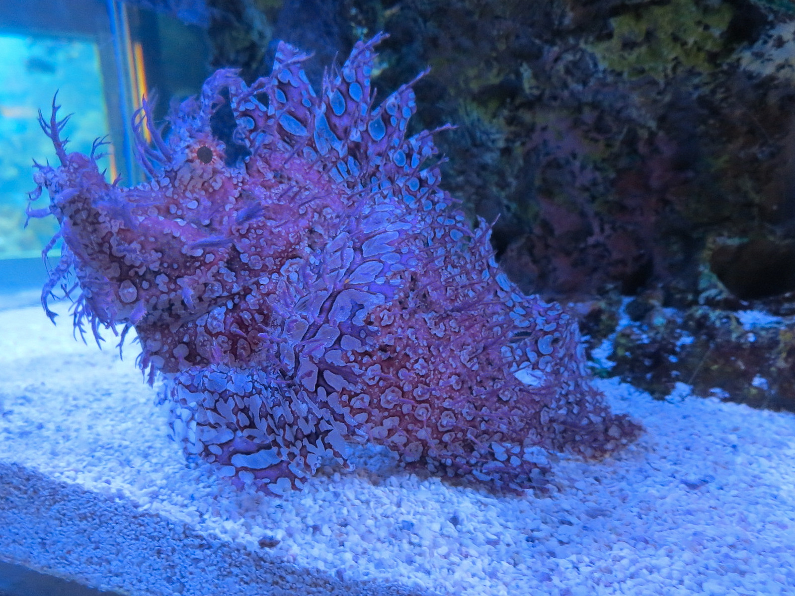 Aquarium - The Dive - Poison Or Venom Exhibits - ID?