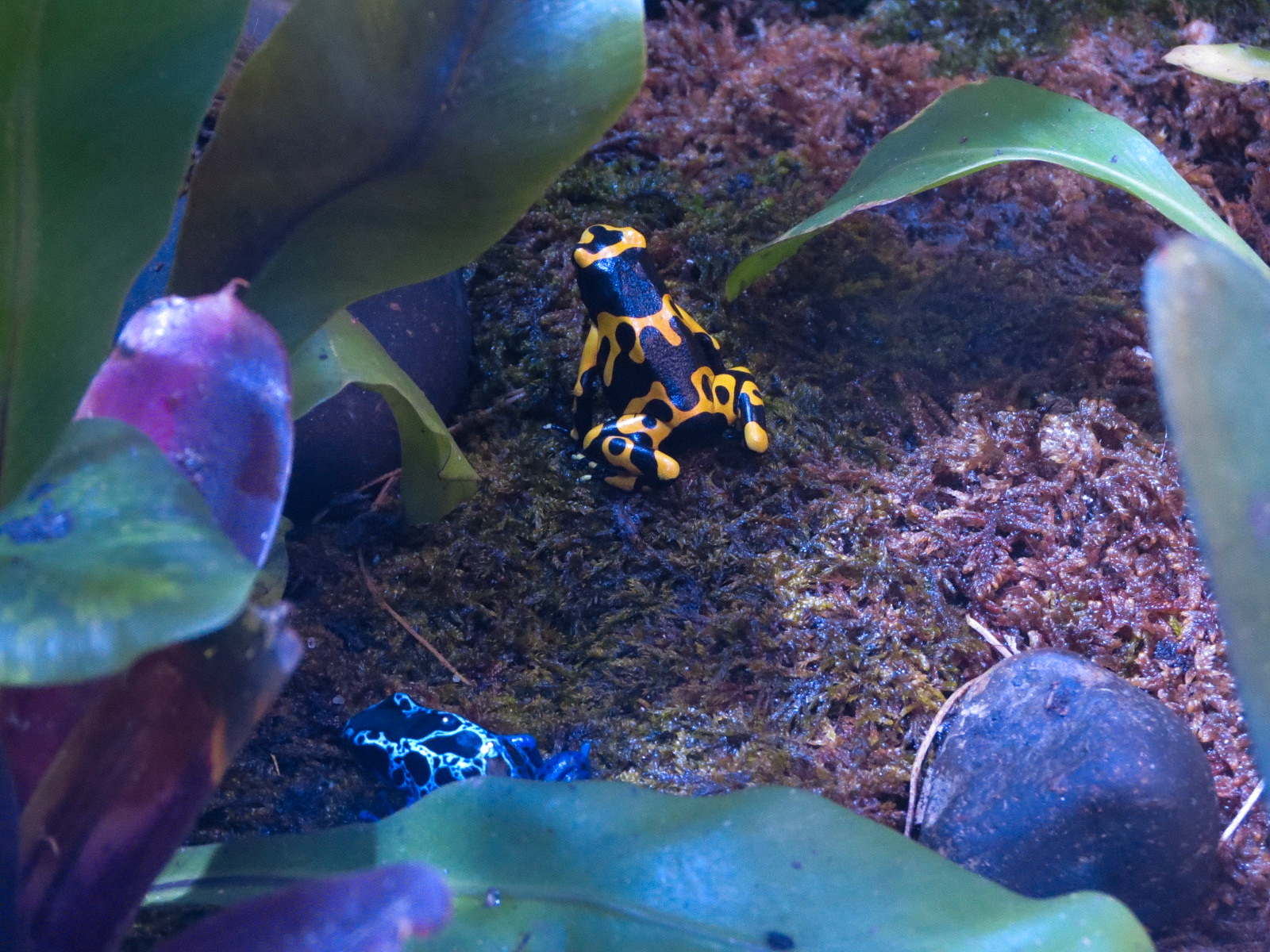 Aquarium - The Dive - Poison Or Venom Exhibits - Yellow Striped Poison Arrow Frog