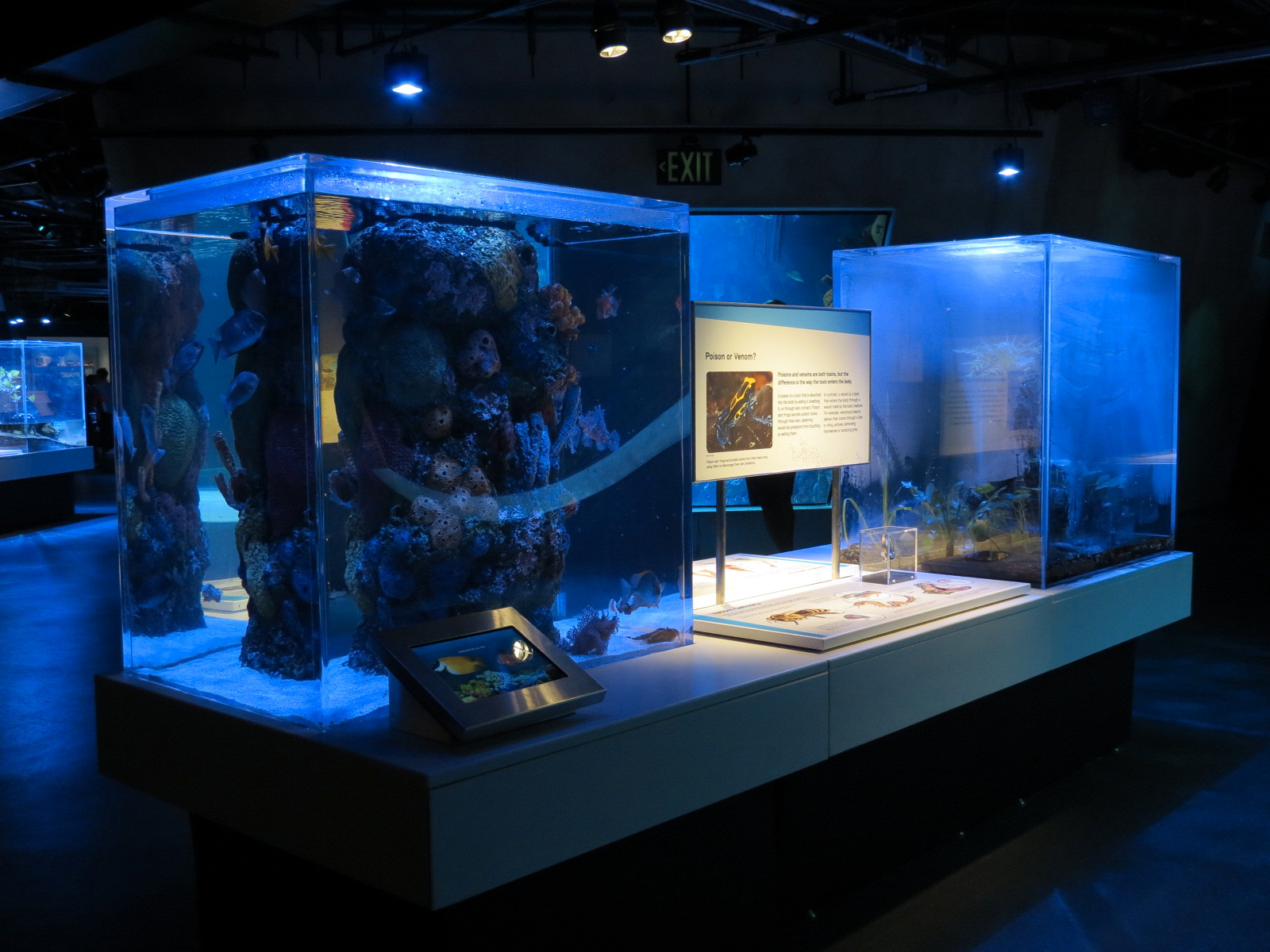 Aquarium - The Dive - Poison Or Venom Exhibits