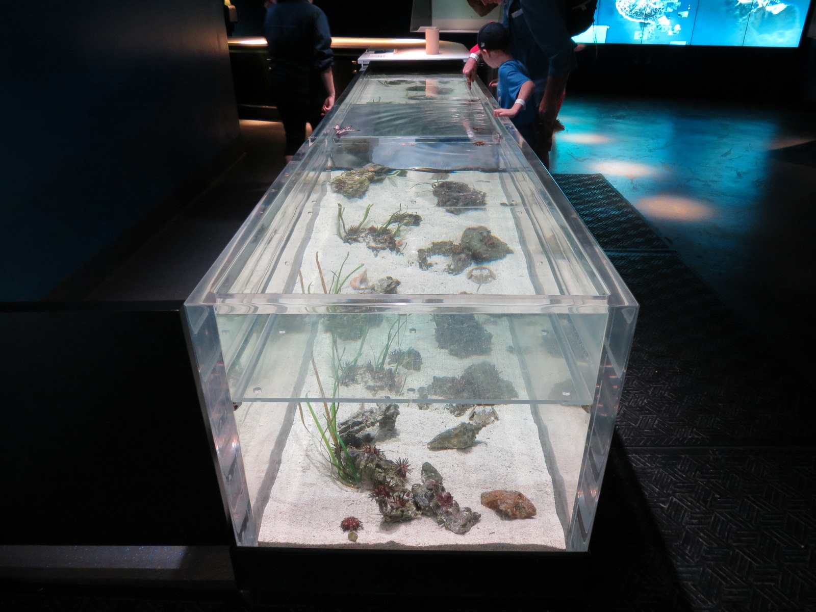 Aquarium - The Dive - Touchtank