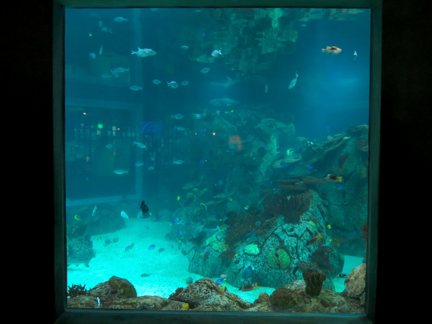 Aquarium - The Reef