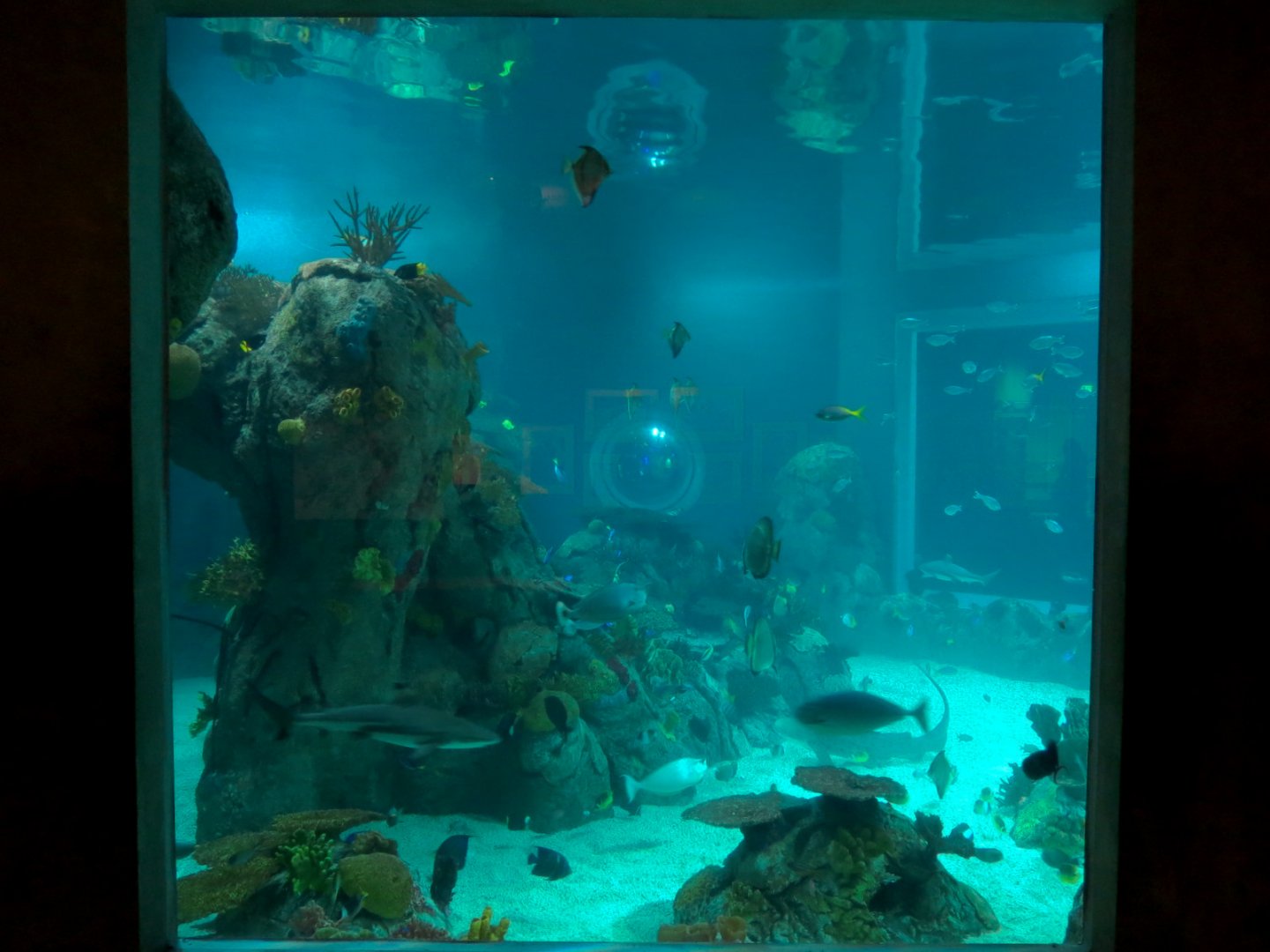 Aquarium - The Reef