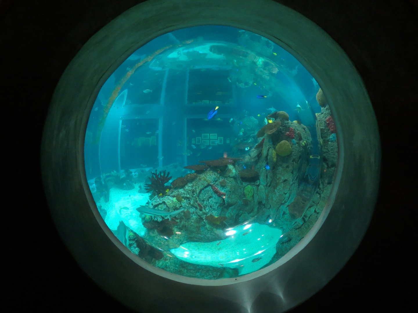 Aquarium - The Reef