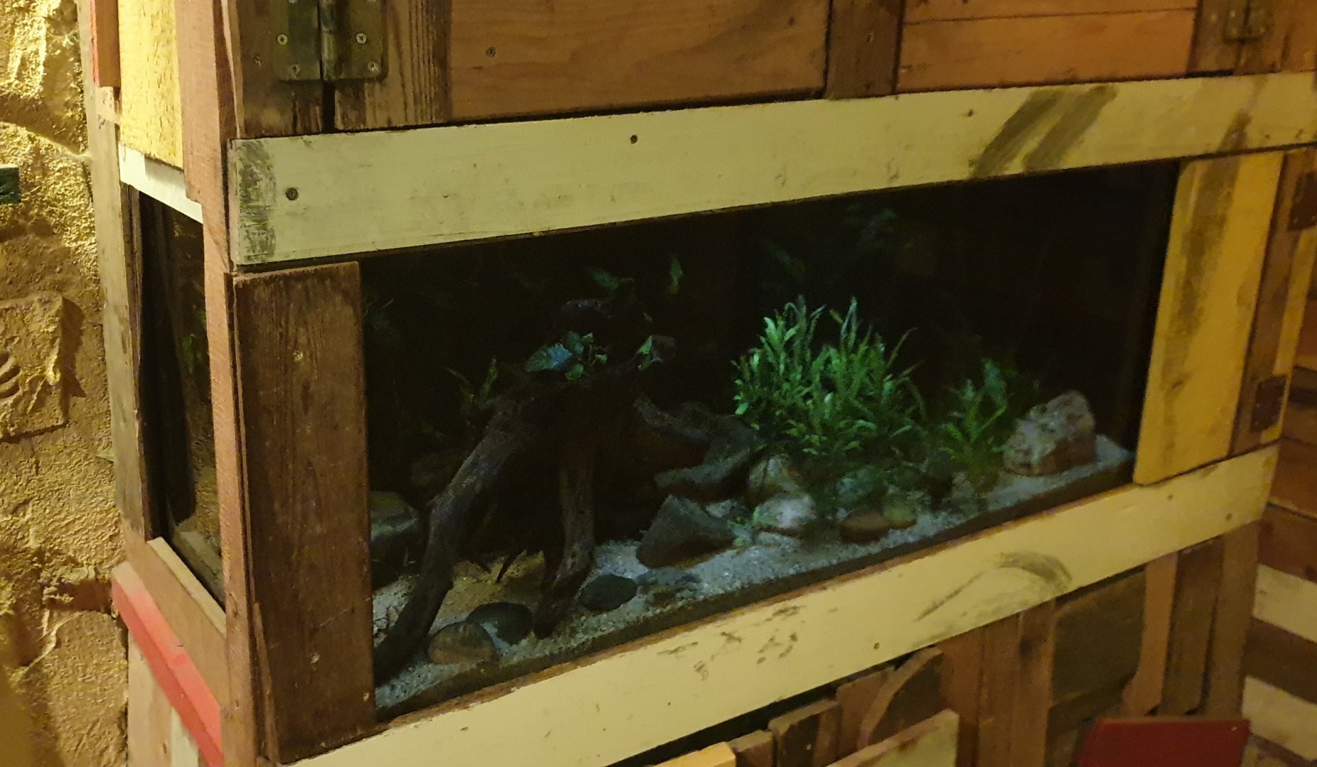 Aquarium Ticitaka water frog