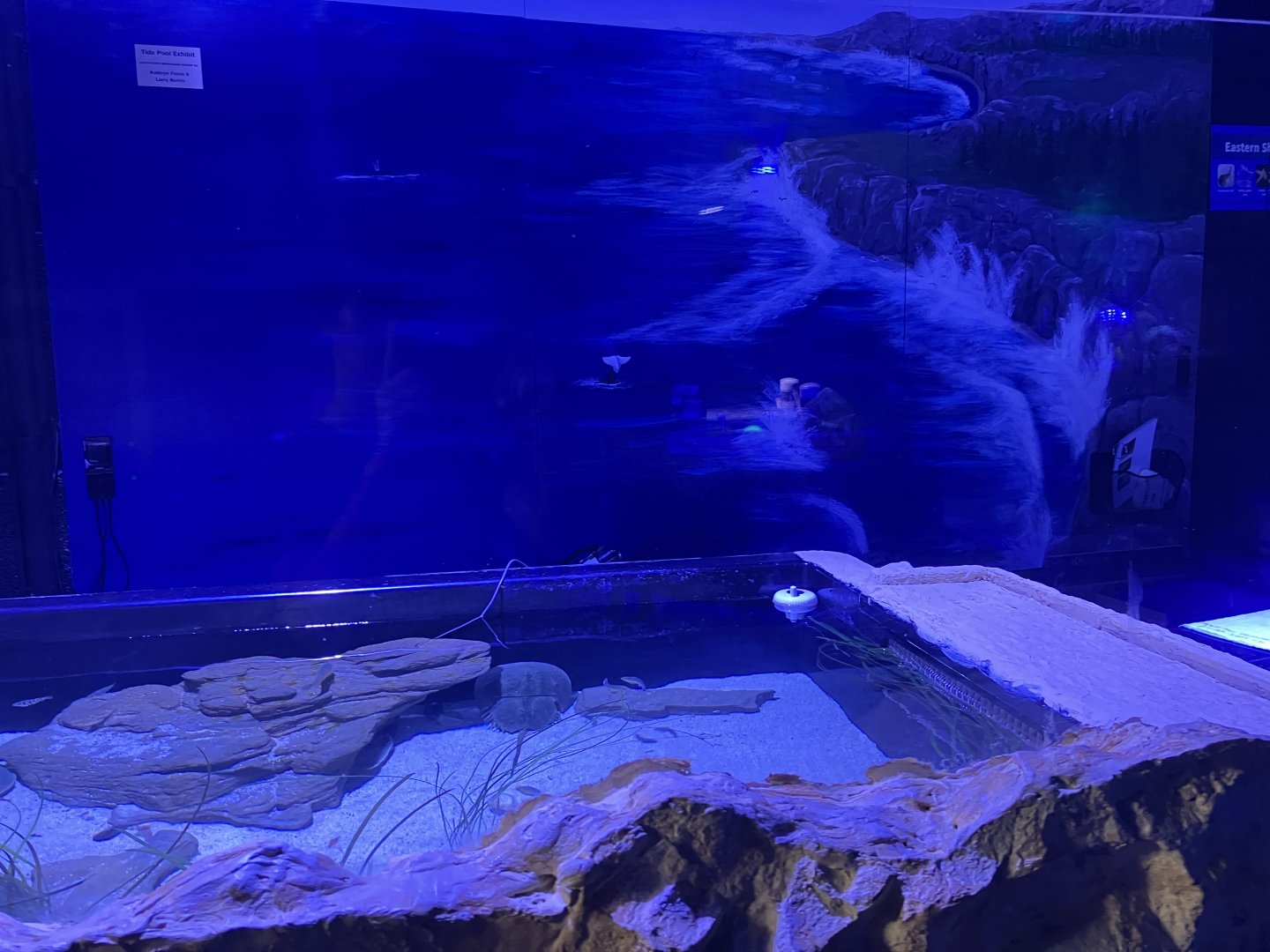 Aquarium - Touch Pool