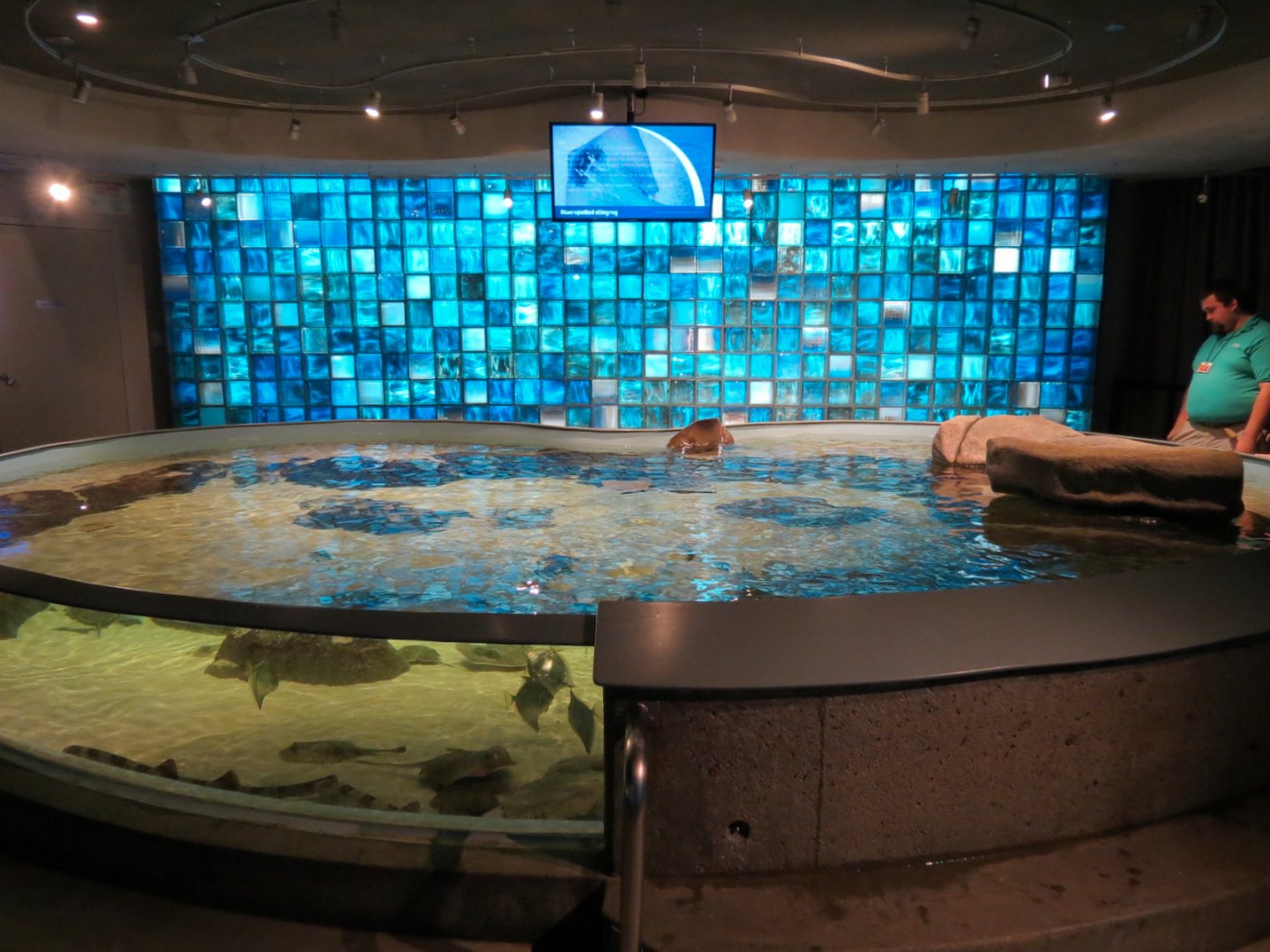 Aquarium - Touch Tank