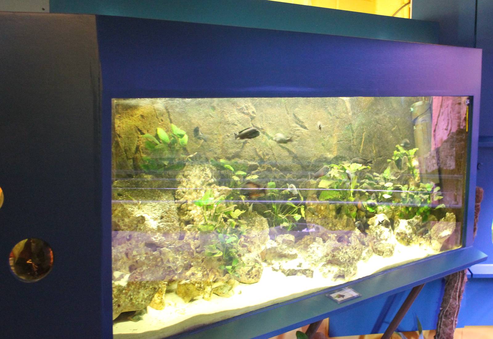 Aquarium Tropheus moorii bemba