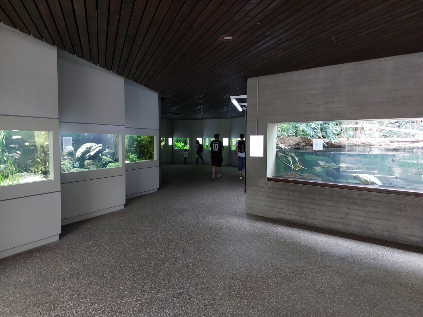 Aquarium - tropical freshwater section