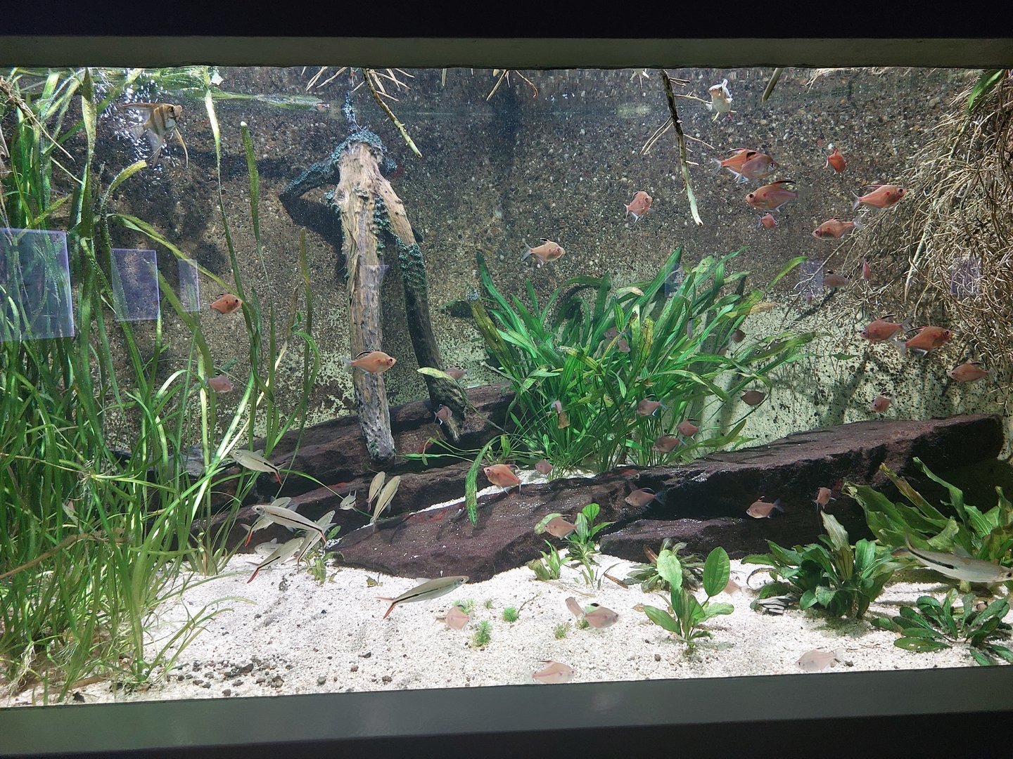 Aquarium - Tropical freshwater tank example