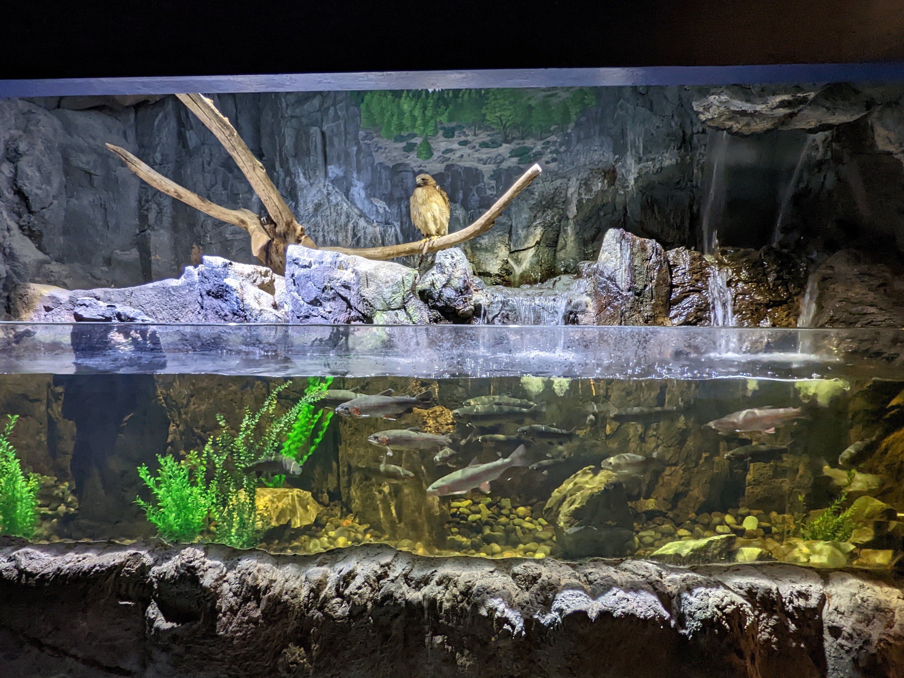 Aquarium - Trout and red tail hawk
