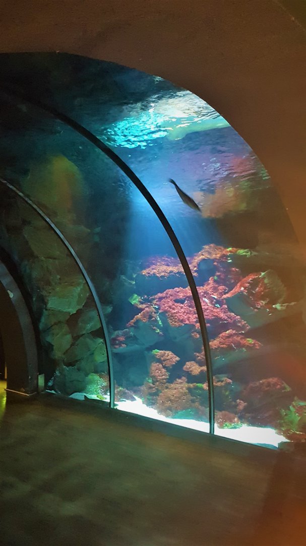 Aquarium tunnel