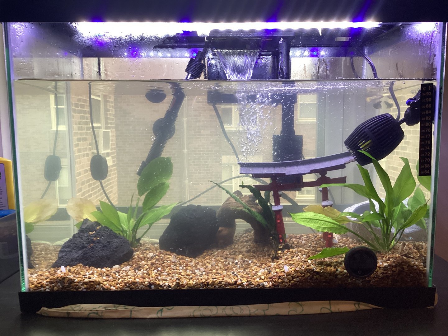 Aquarium Update - Has Guppies and African Dwarf Frogs
