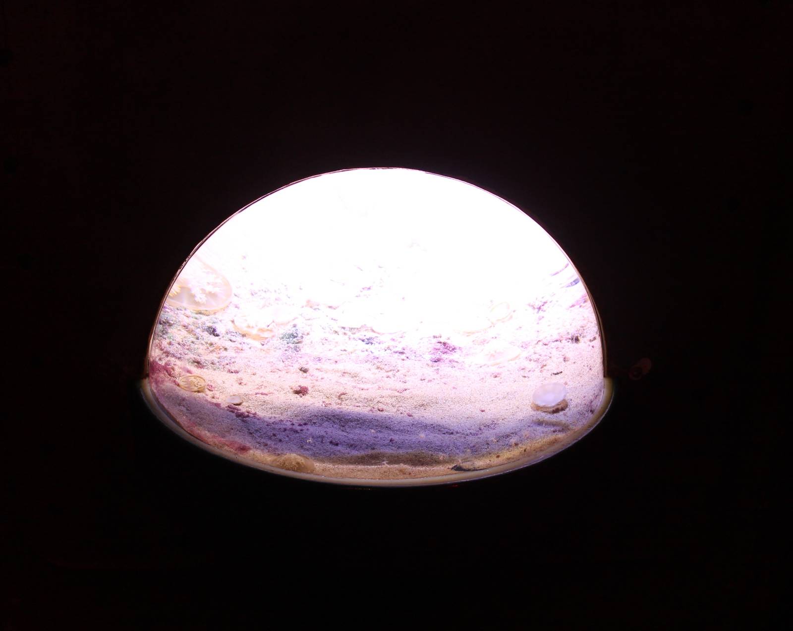 Aquarium Upside-down jellyfish