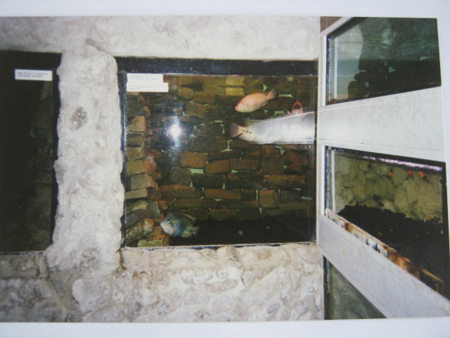 Aquarium - various cichlids etc.. 12/3/90.