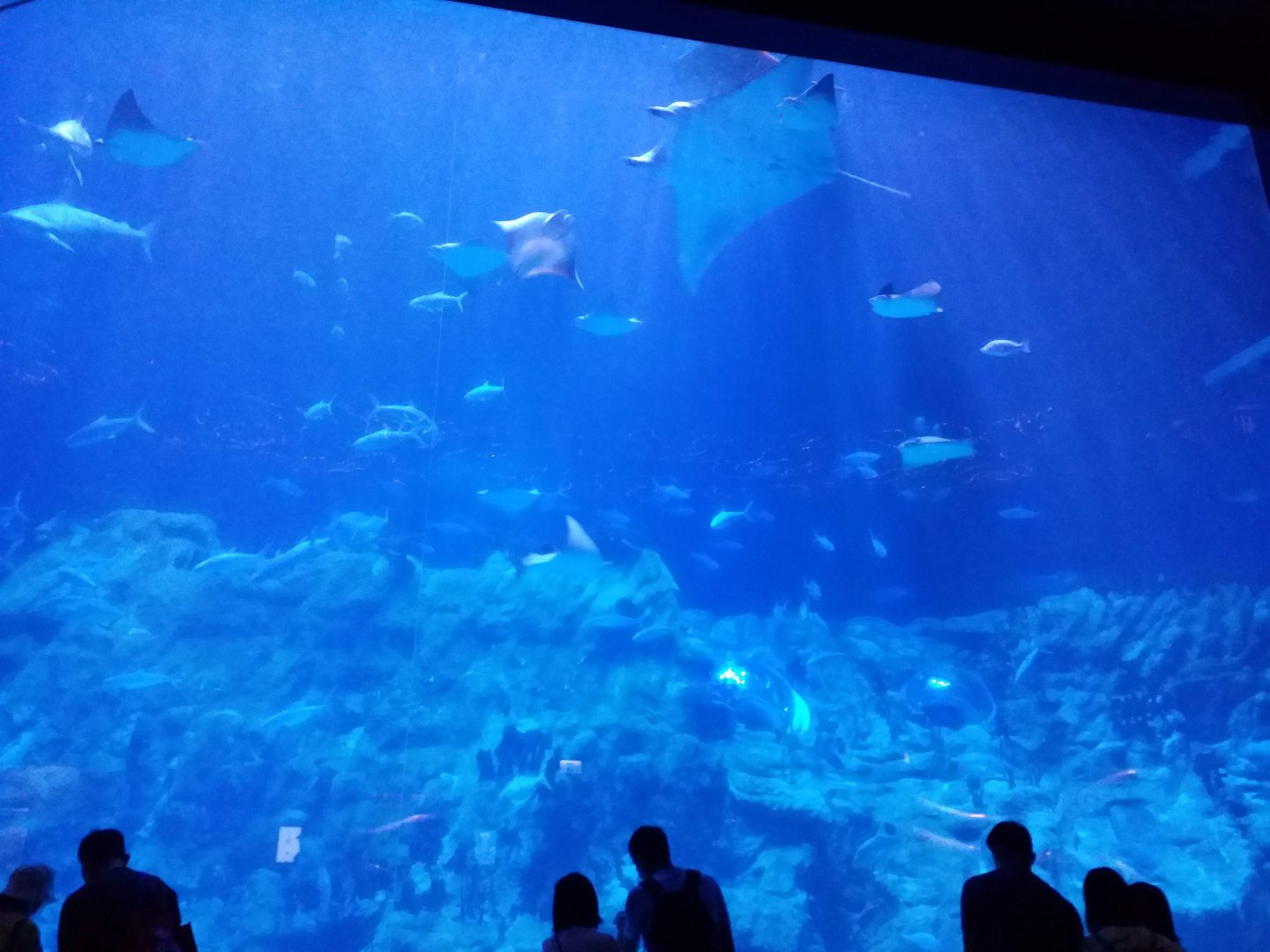 Aquarium view