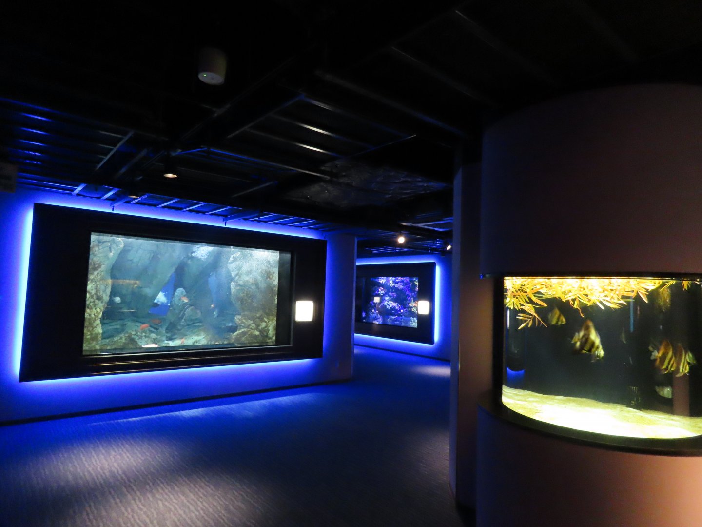 Aquarium view