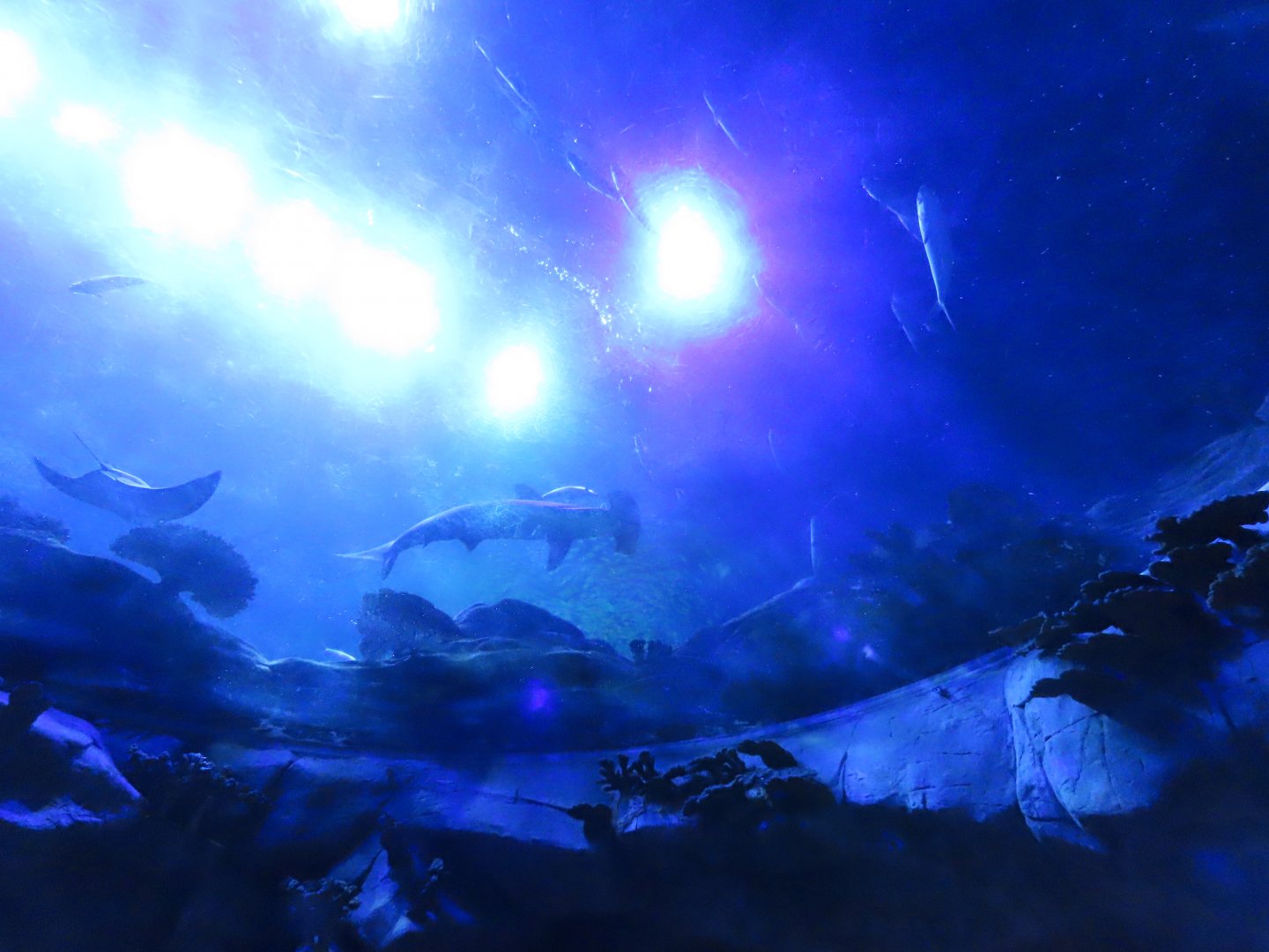 Aquarium viewed from bottom