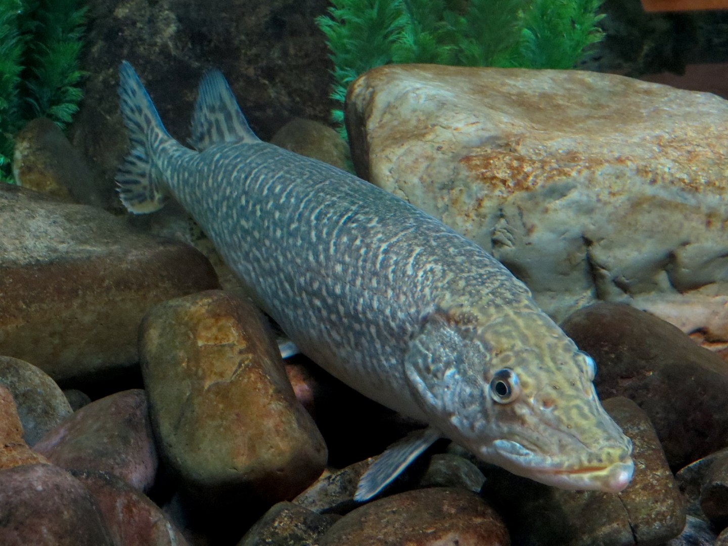 Aquarium - Wall Tank - Northern Pike