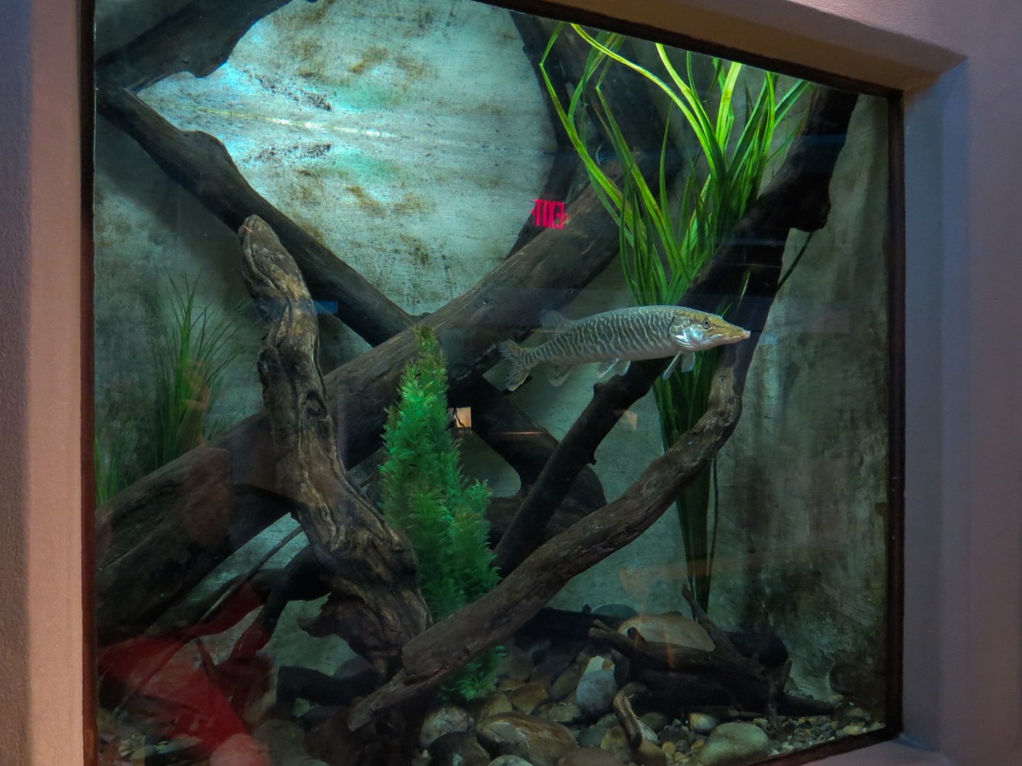 Aquarium - Wall Tank - Northern Pike