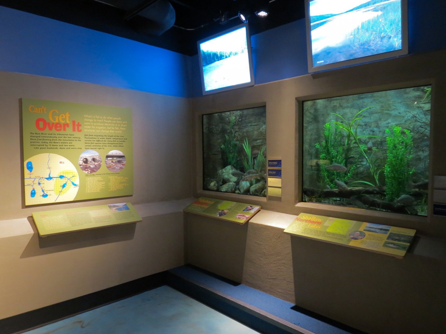 Aquarium - Wall Tanks