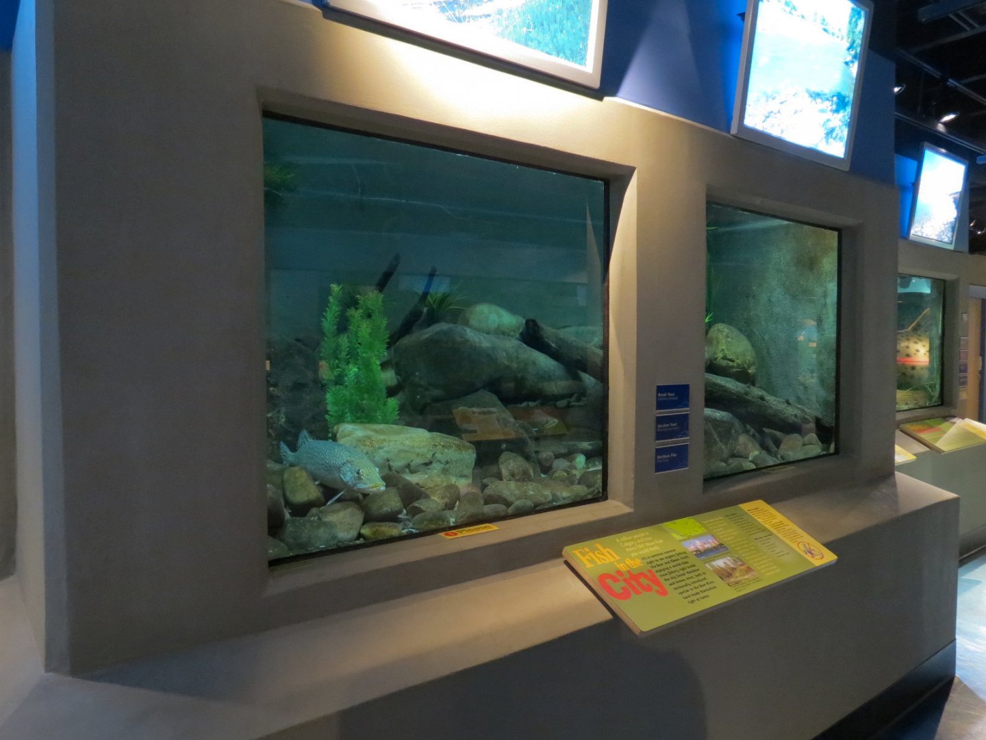 Aquarium - Wall Tanks