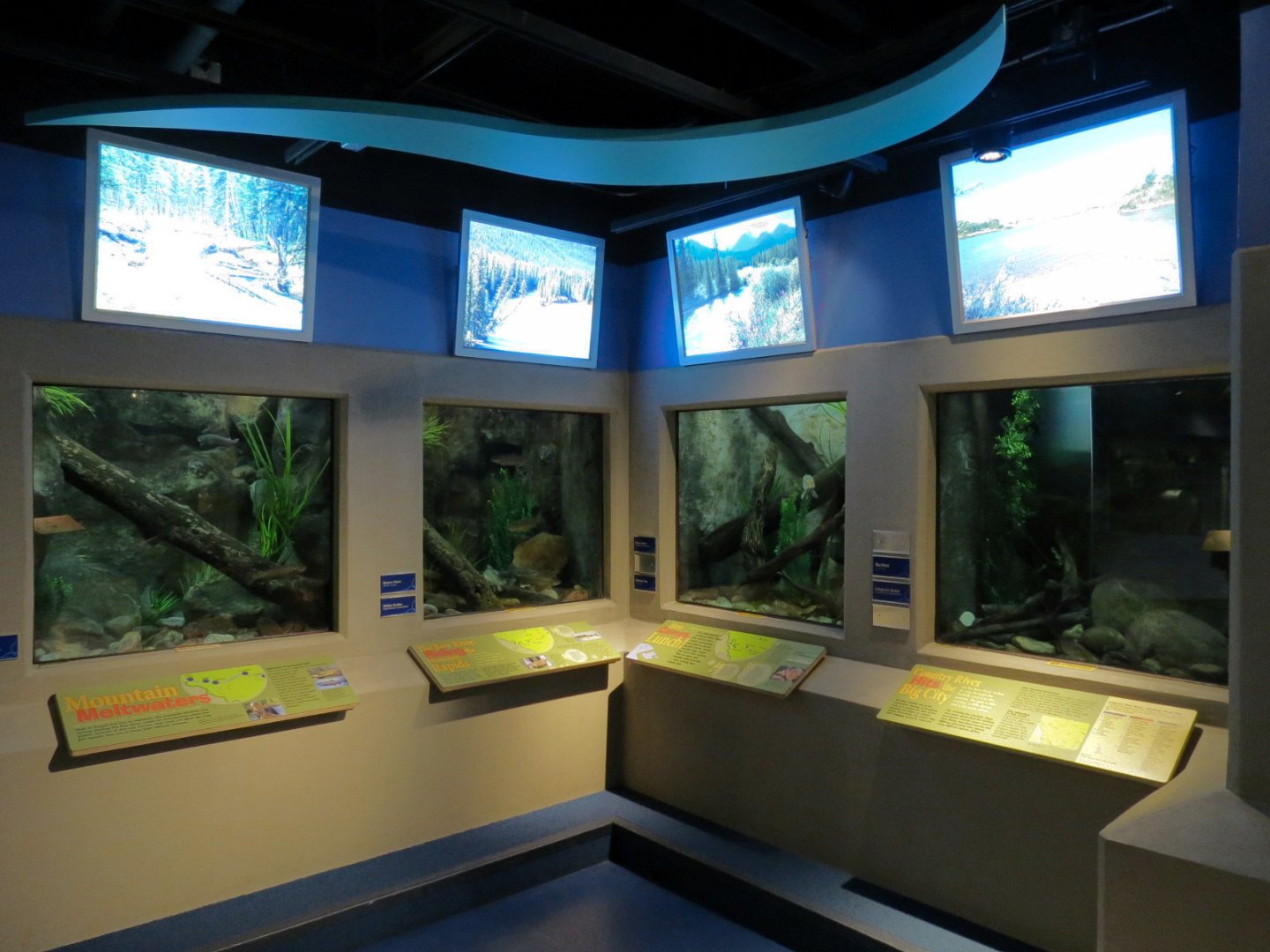 Aquarium - Wall Tanks