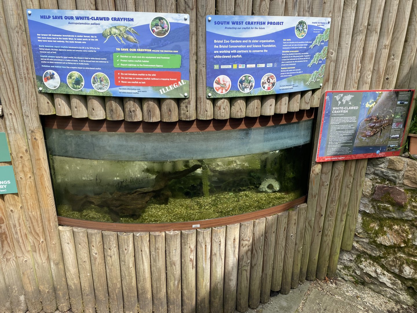 Aquarium - White-clawed crayfish exhibit 010721