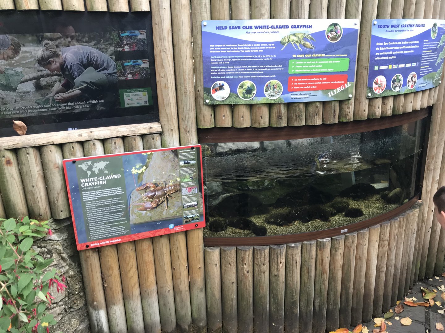 Aquarium - White-clawed crayfish exhibit 261018