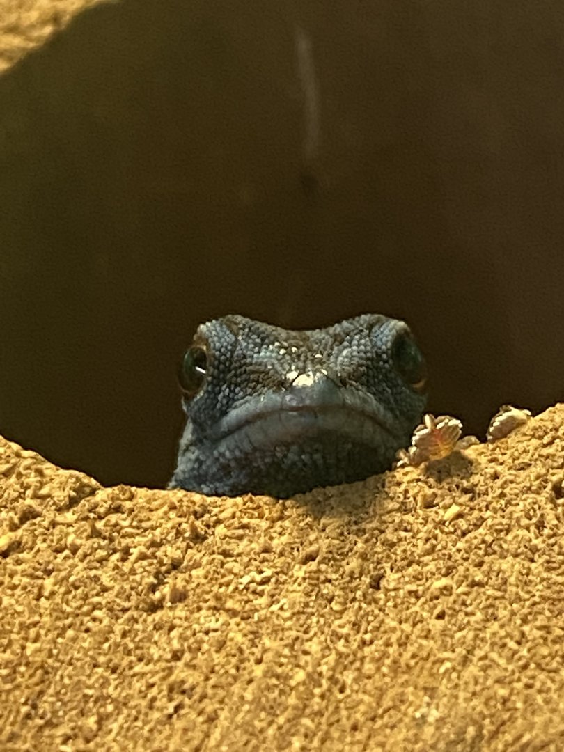 Aquarium - Williams' electric blue gecko 231022