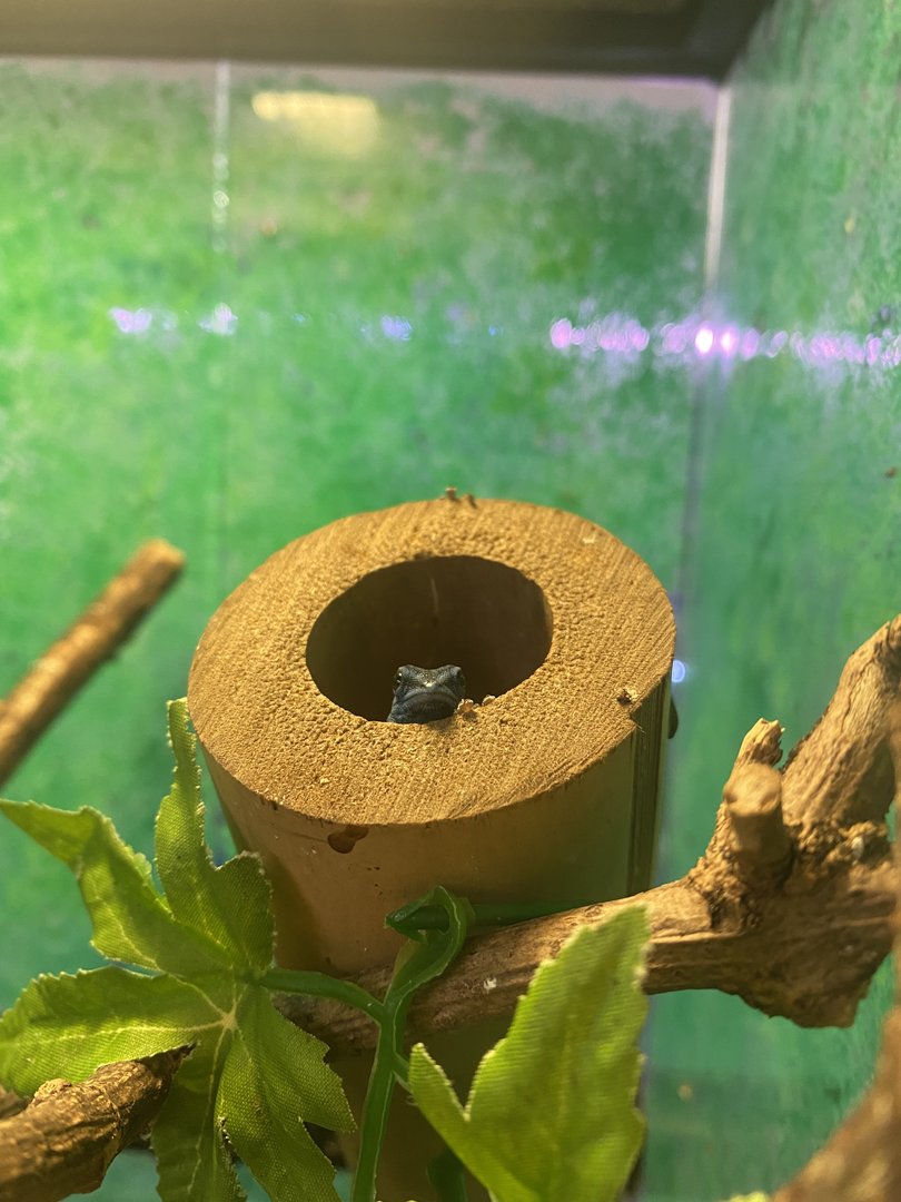 Aquarium - Williams' electric blue gecko exhibit 231022