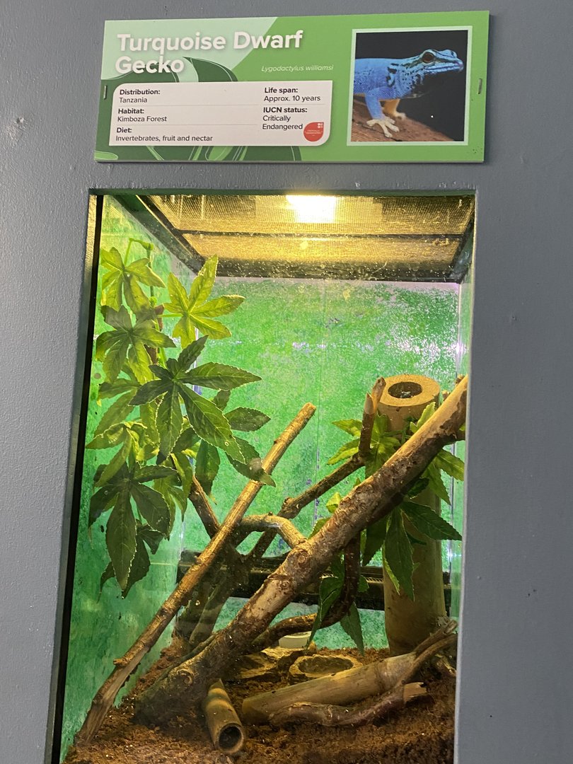 Aquarium - Williams' electric blue gecko exhibit 231022