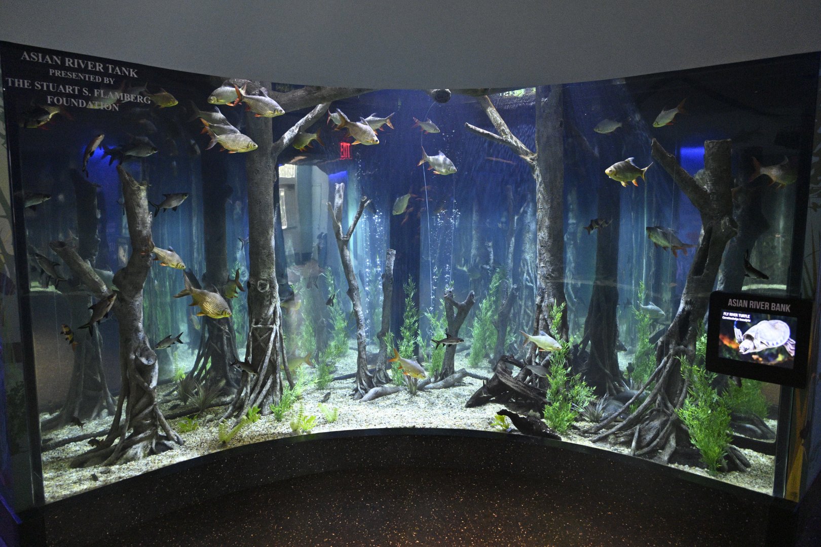 Aquarium Wing - Asian River Tank