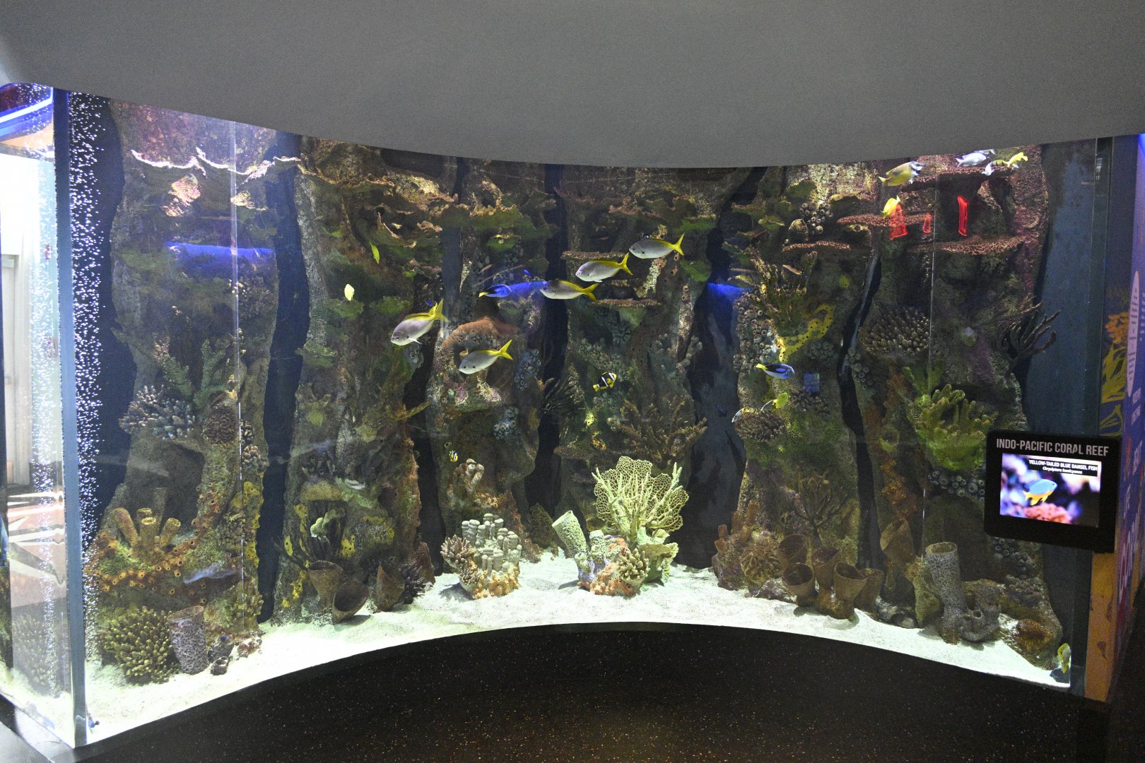 Aquarium Wing - Indo-Pacific Coral Reef Tank