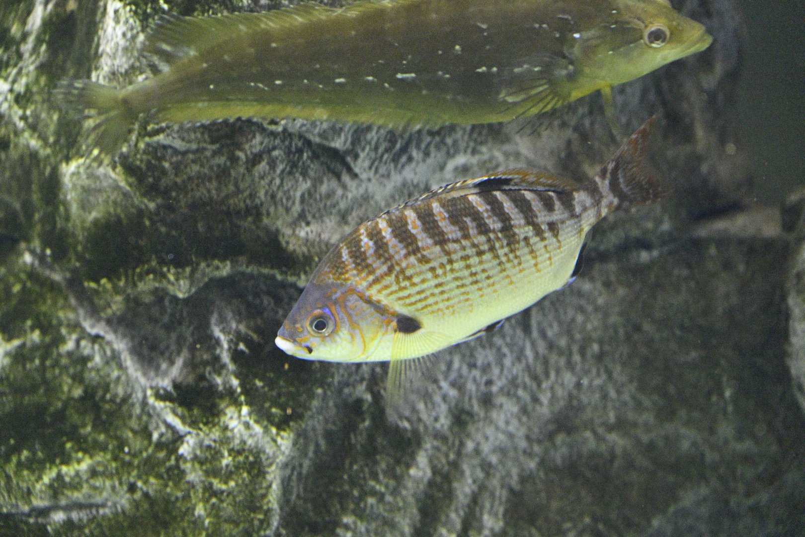 Aquarium Wing - Rainbow Seaperch (Embiotoca caryi)
