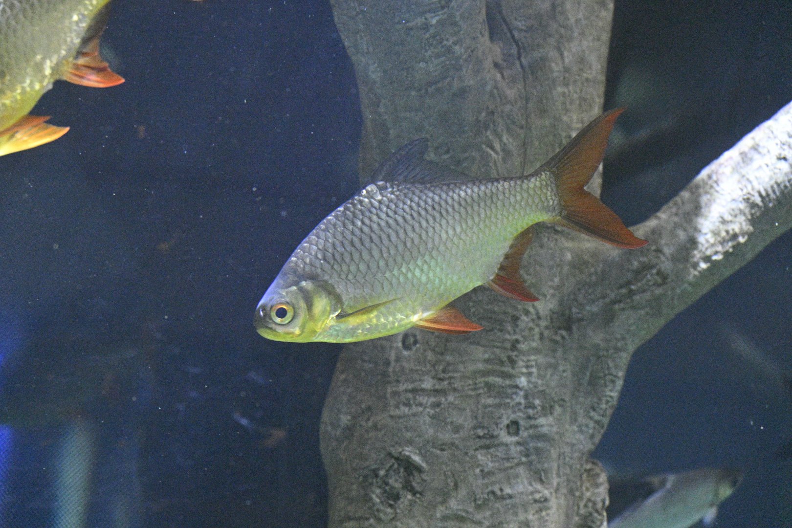 Aquarium Wing - Red-tailed Tinfoil Barb (Barbonymus altus)