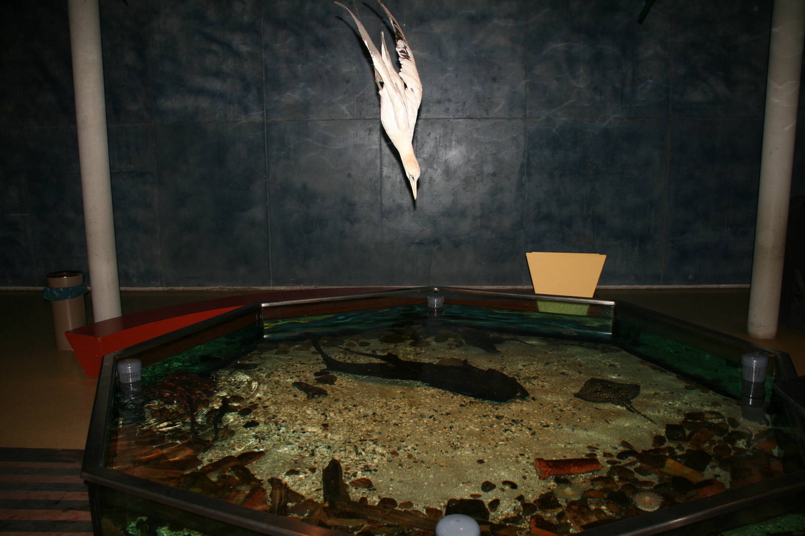 Aquarium with a diving gannet above