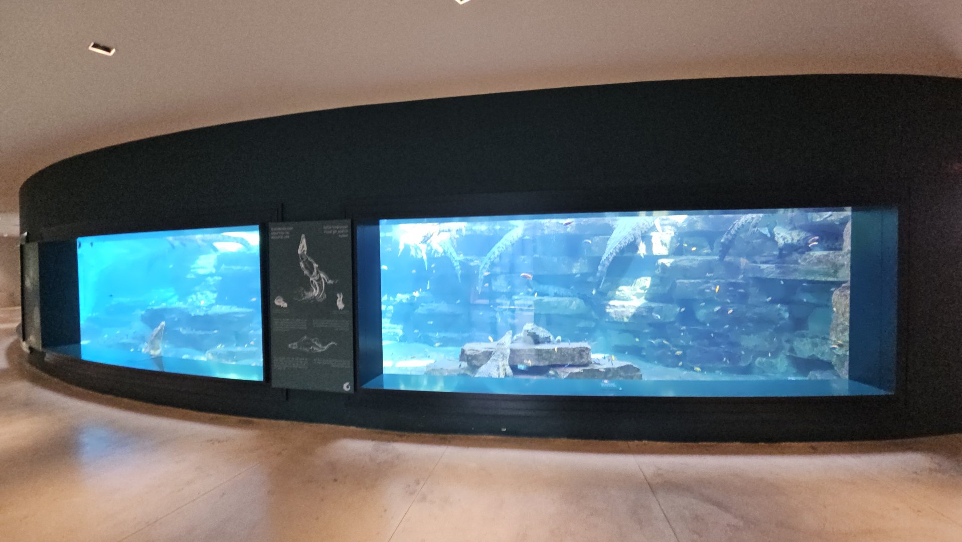 Aquarium with a lot of nile crocodiles, Dubai crocodilepark