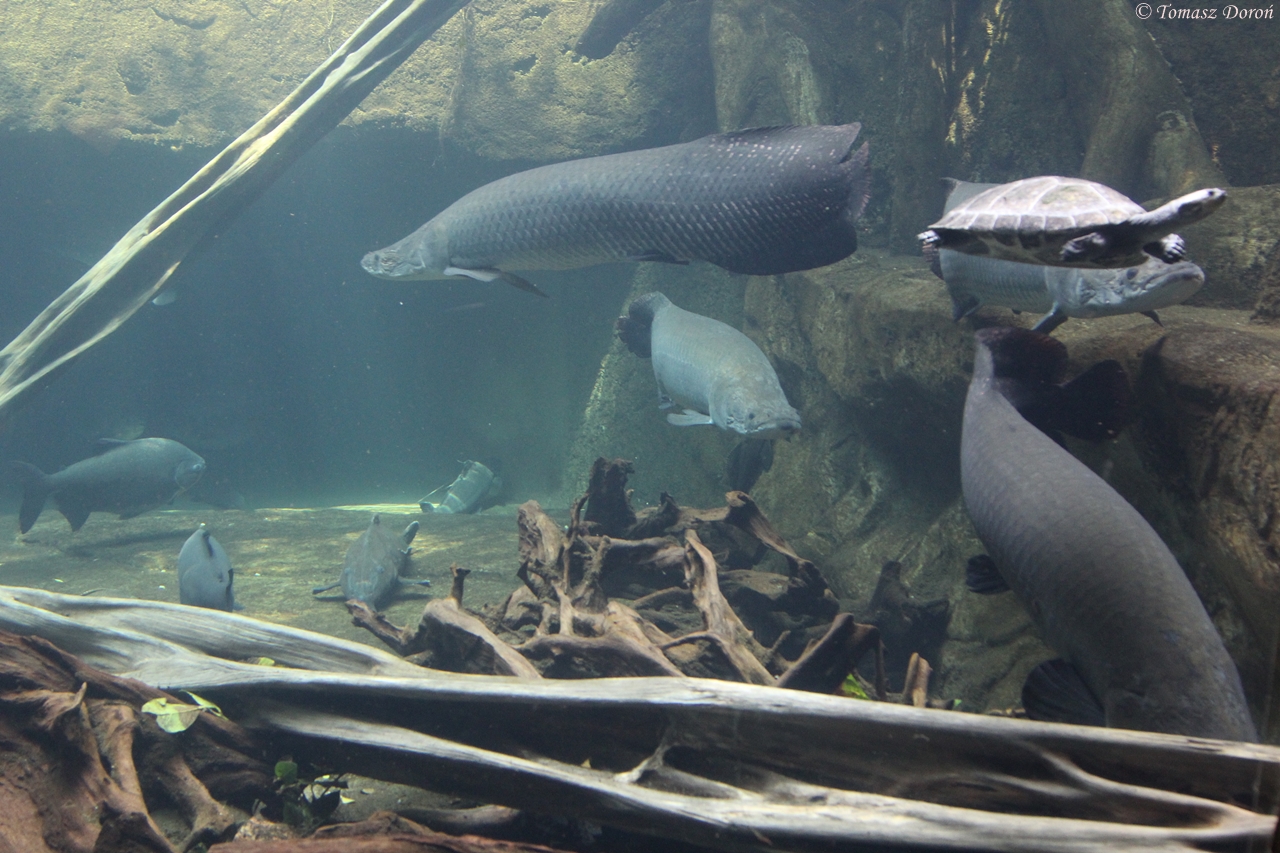 Aquarium with Arapaimas, South American River Turtles ...