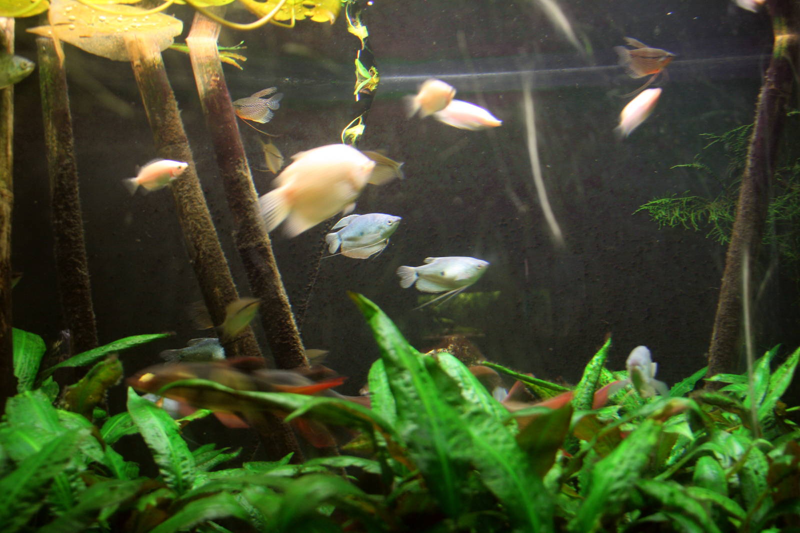 Aquarium with asian fishspecies