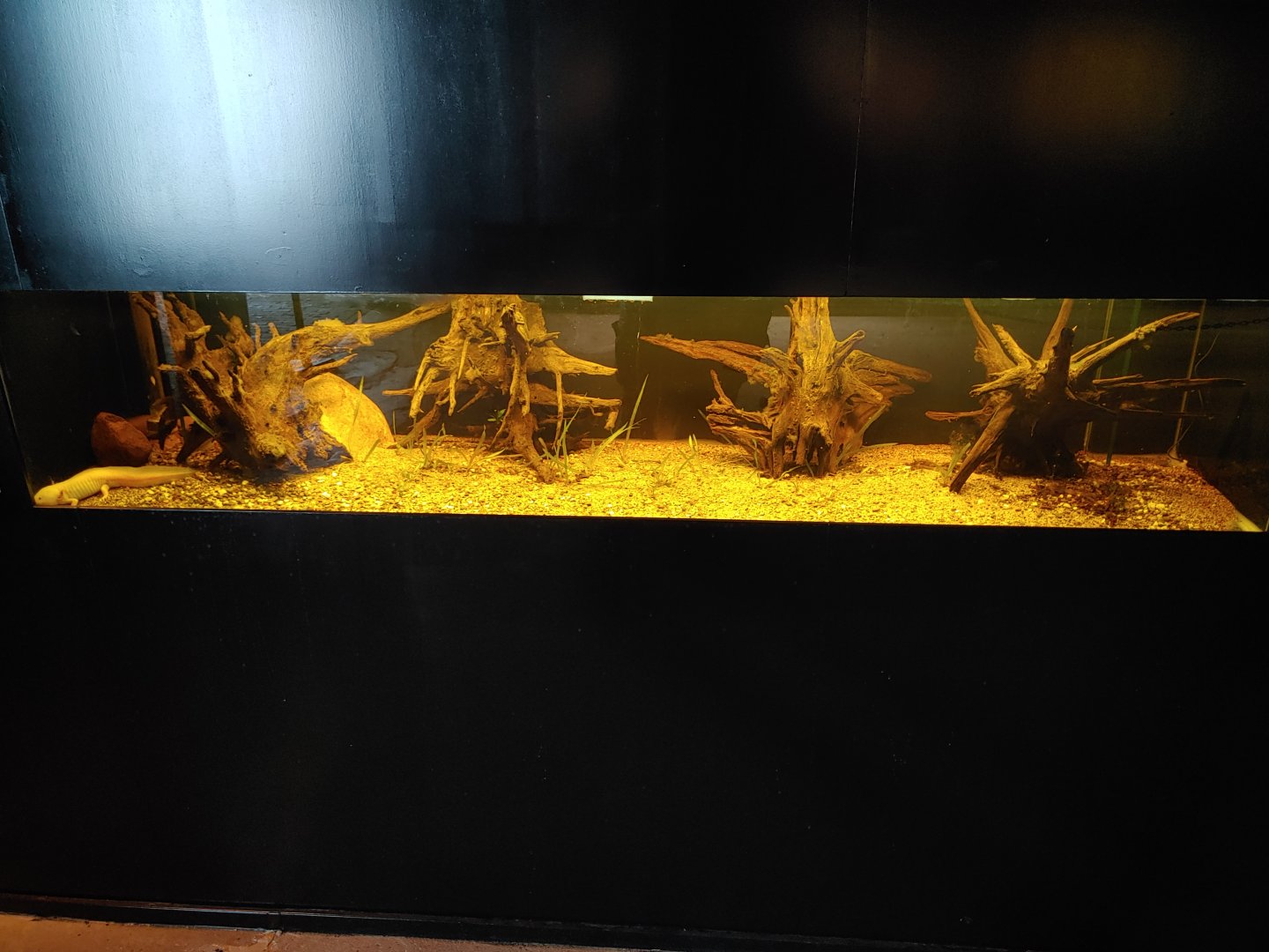Aquarium with Axolotls (Ambystoma mexicanum).