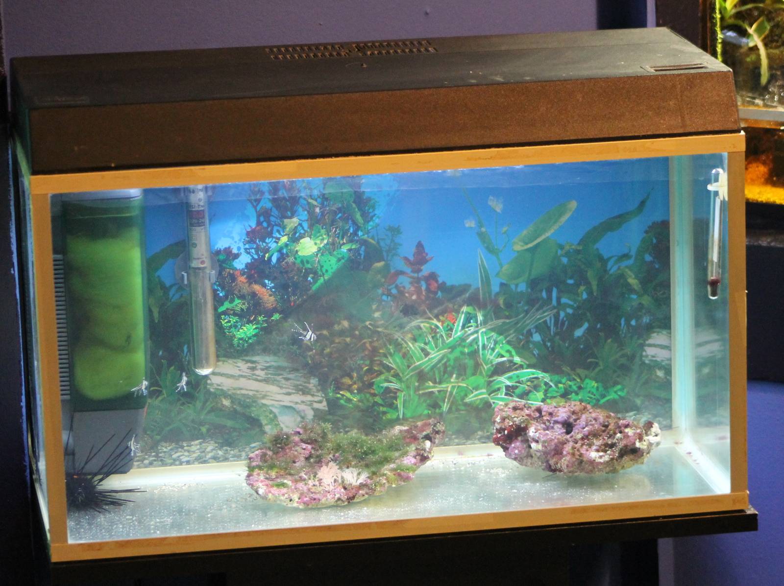 Aquarium with baby Banggai Cardinalfishes