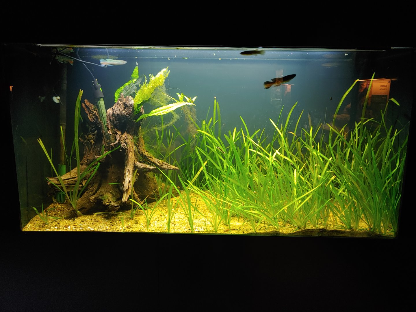 Aquarium with Blue gularis (Fundulopanchax sjoestedti) and Otocinclus.