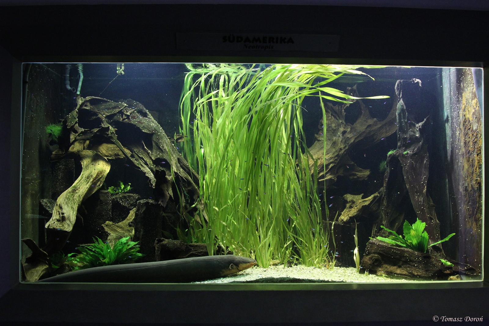 Aquarium with Electric Eel