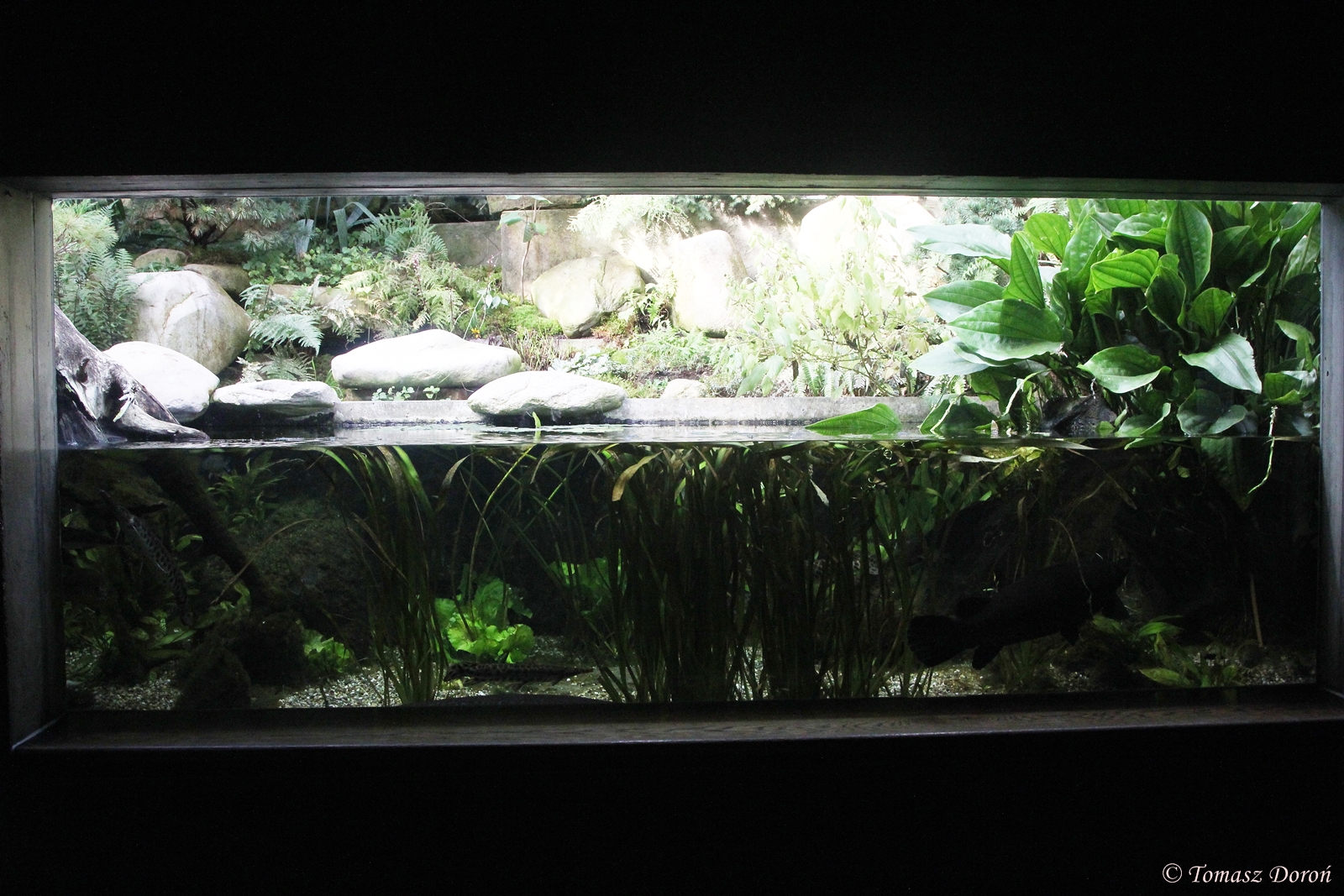 Aquarium with few species of North American Gars