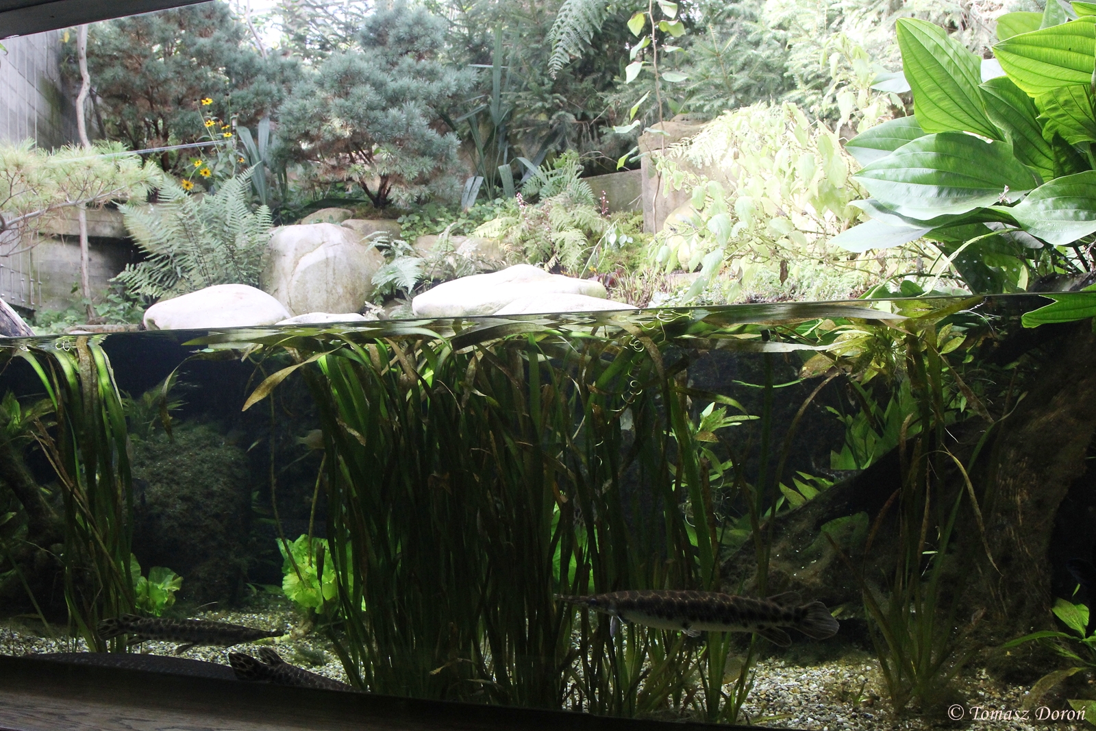 Aquarium with few species of North American Gars