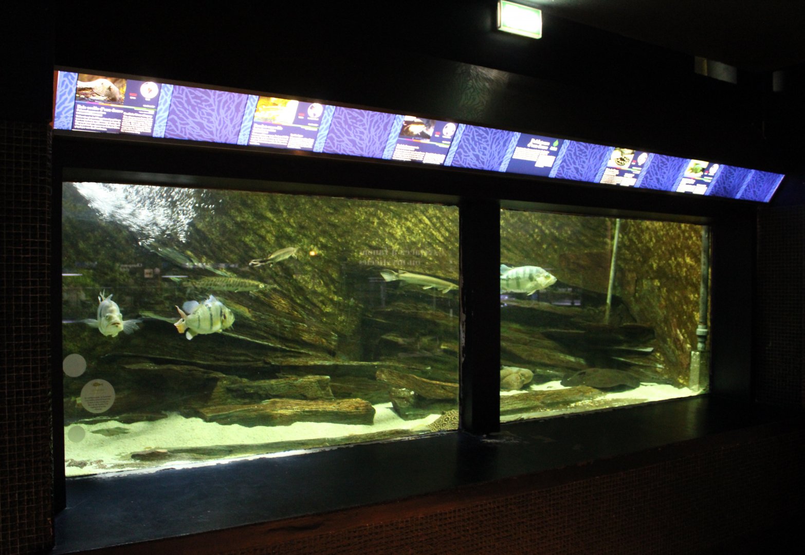Aquarium with freshwater predators