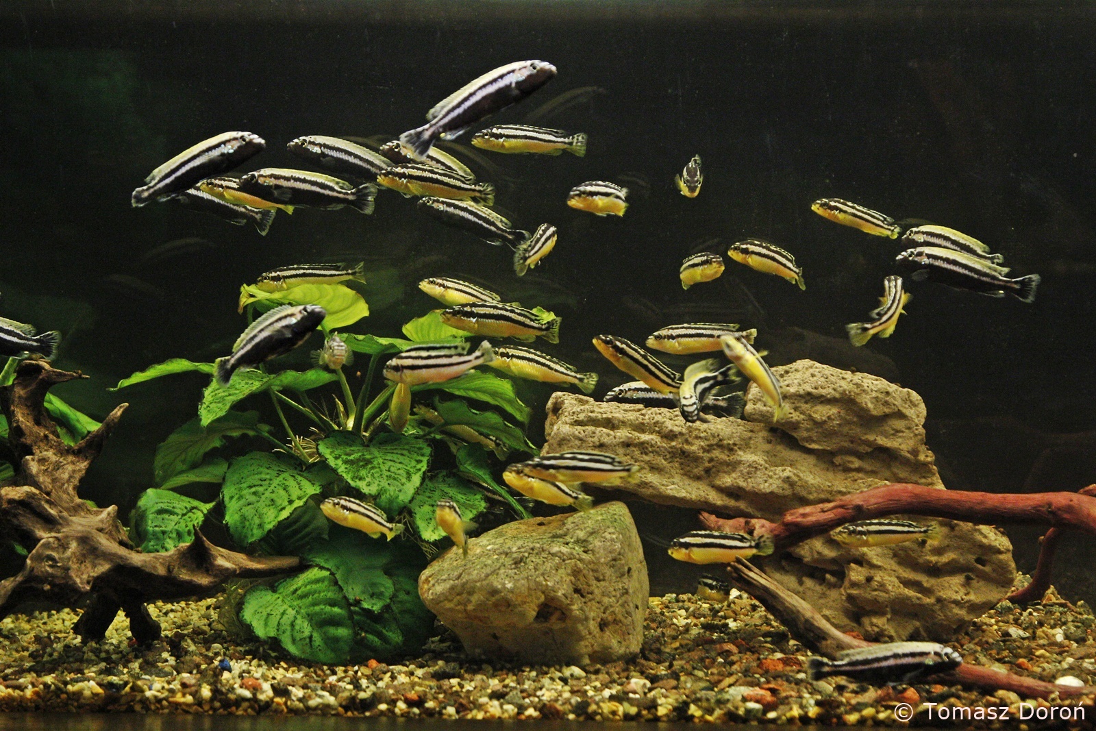 Aquarium with Malawi Golden Cichlid (Melanochromis auratus), January 2020
