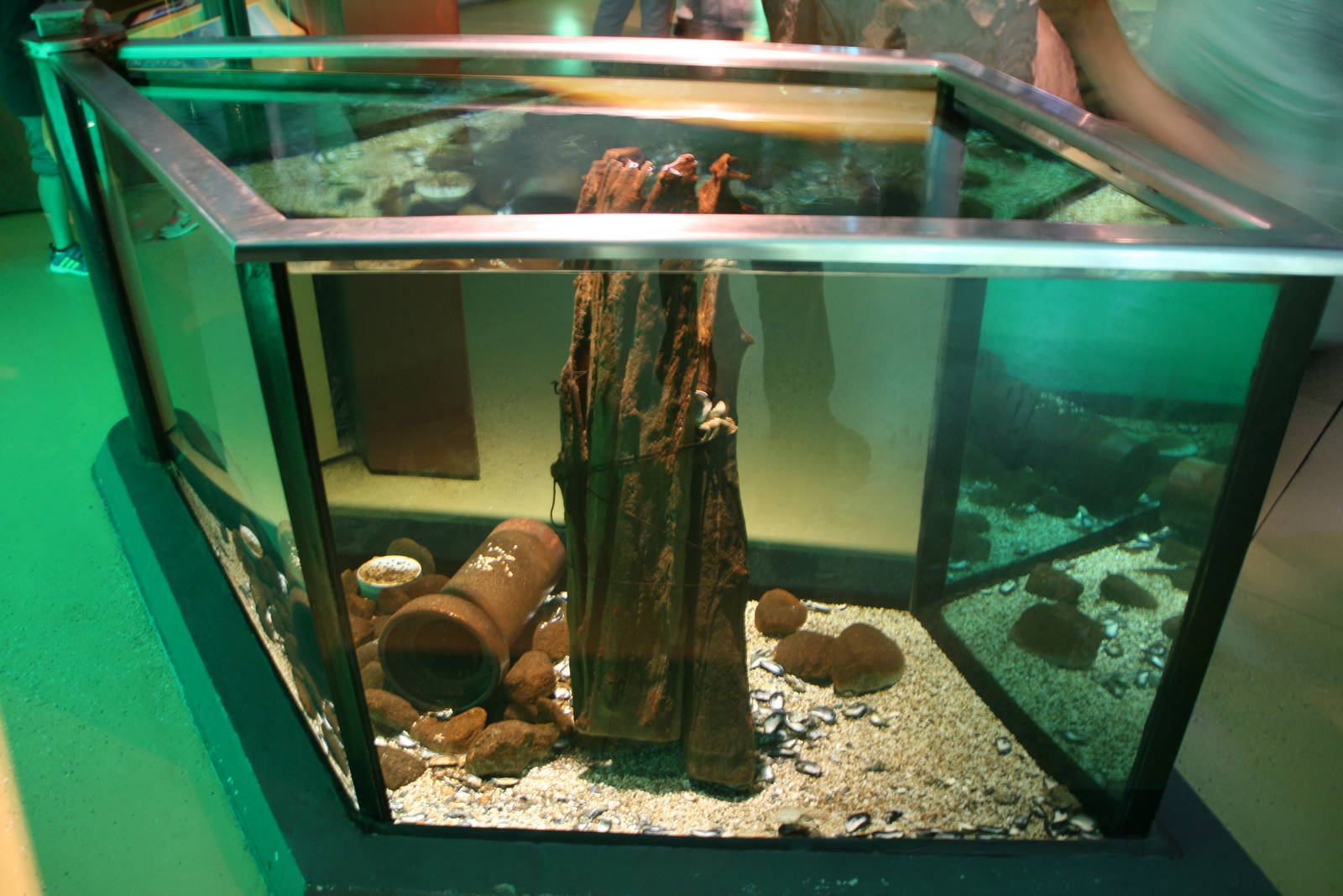 Aquarium with northsea crabs