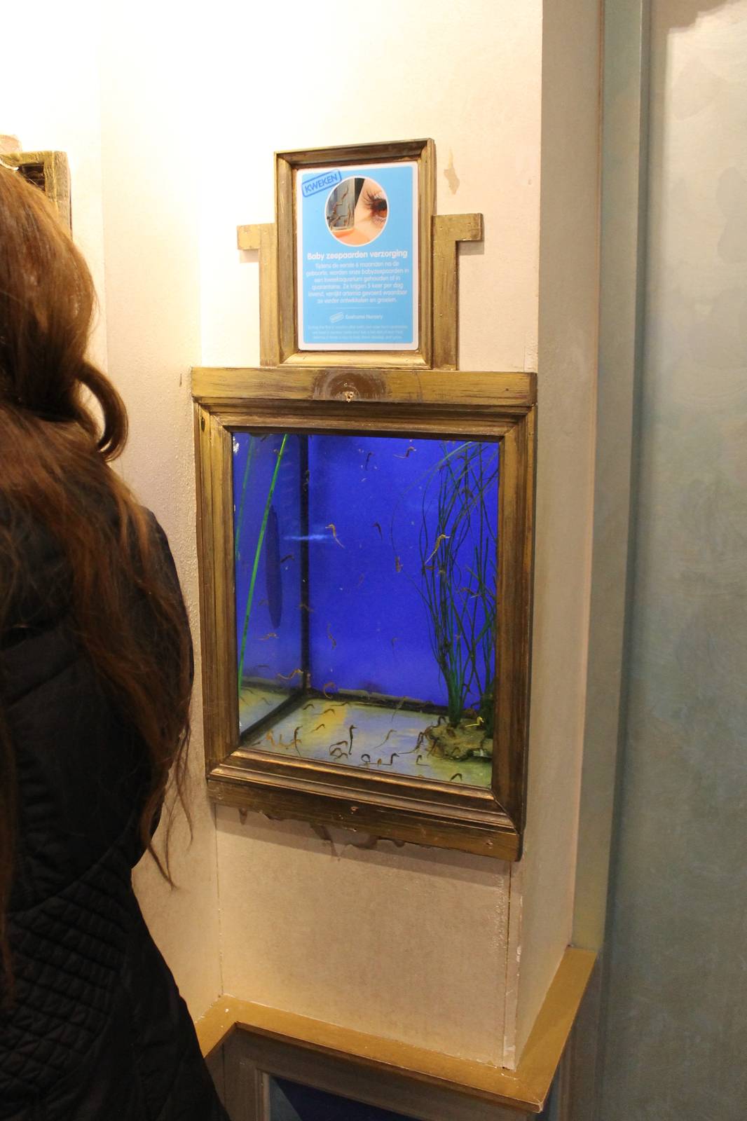 Aquarium with Sea foals ;)