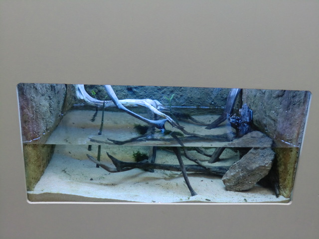 Aquarium with small fish and shrimps